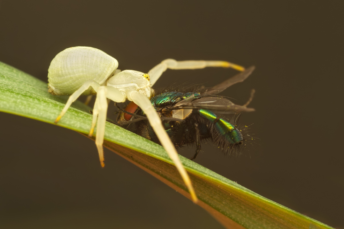 Crab Spider with Greenbottle Fly